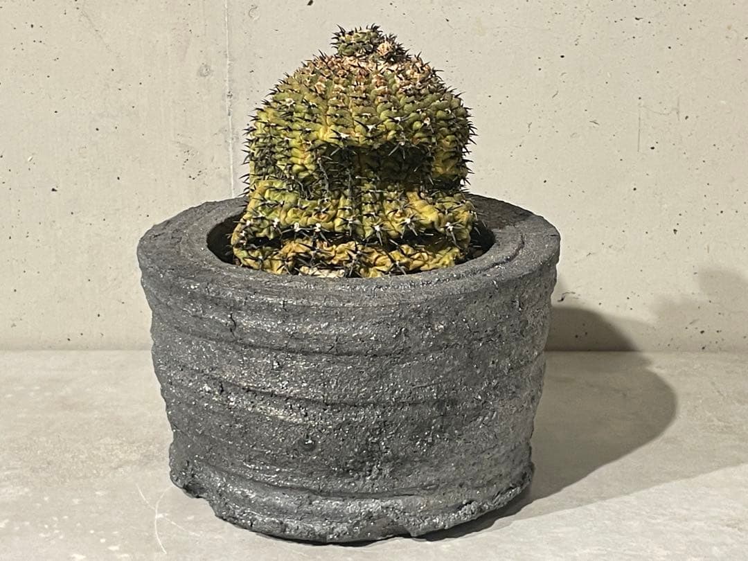 ■黒刺強短刺 ギムノカリキウム・バッテリー 古株/11cm■カキコ付 コピアポア