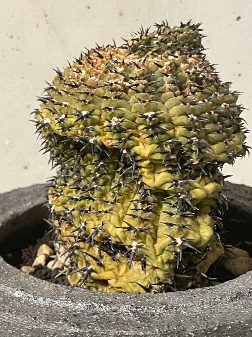 ■黒刺強短刺 ギムノカリキウム・バッテリー 古株/11cm■カキコ付 コピアポア