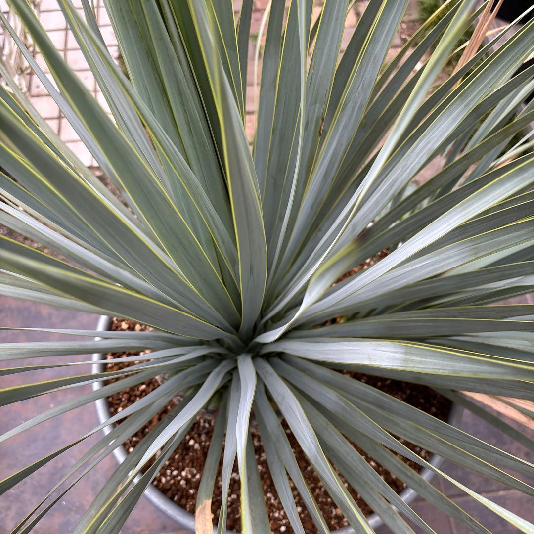 ユッカ ロストラータ幹太　希少なダブルヘッド　シルバーブルー大株　ブルーサンダー