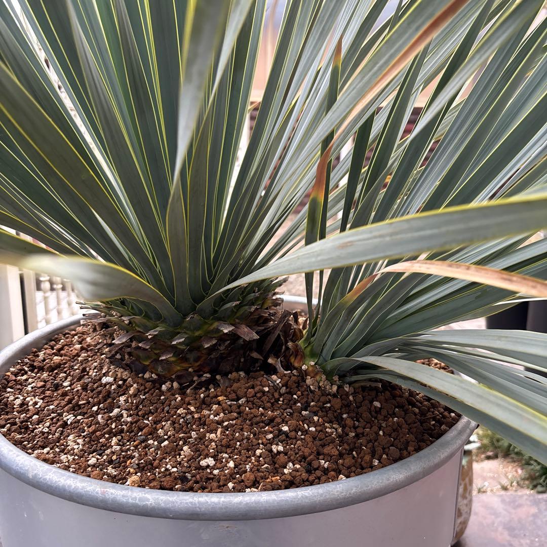 ユッカ ロストラータ幹太　希少なダブルヘッド　シルバーブルー大株　ブルーサンダー