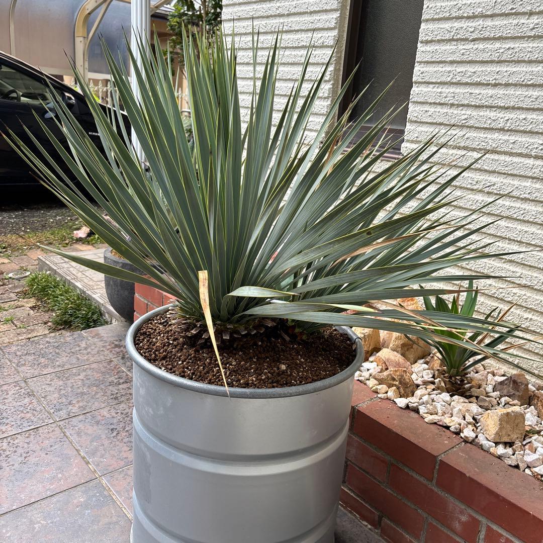 ユッカ ロストラータ幹太　希少なダブルヘッド　シルバーブルー大株　ブルーサンダー