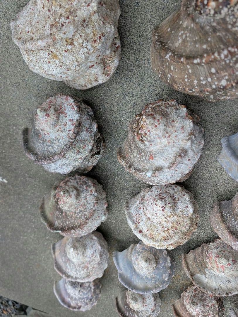 夜光貝24個セット400g〜900g約16kgまとめ売り