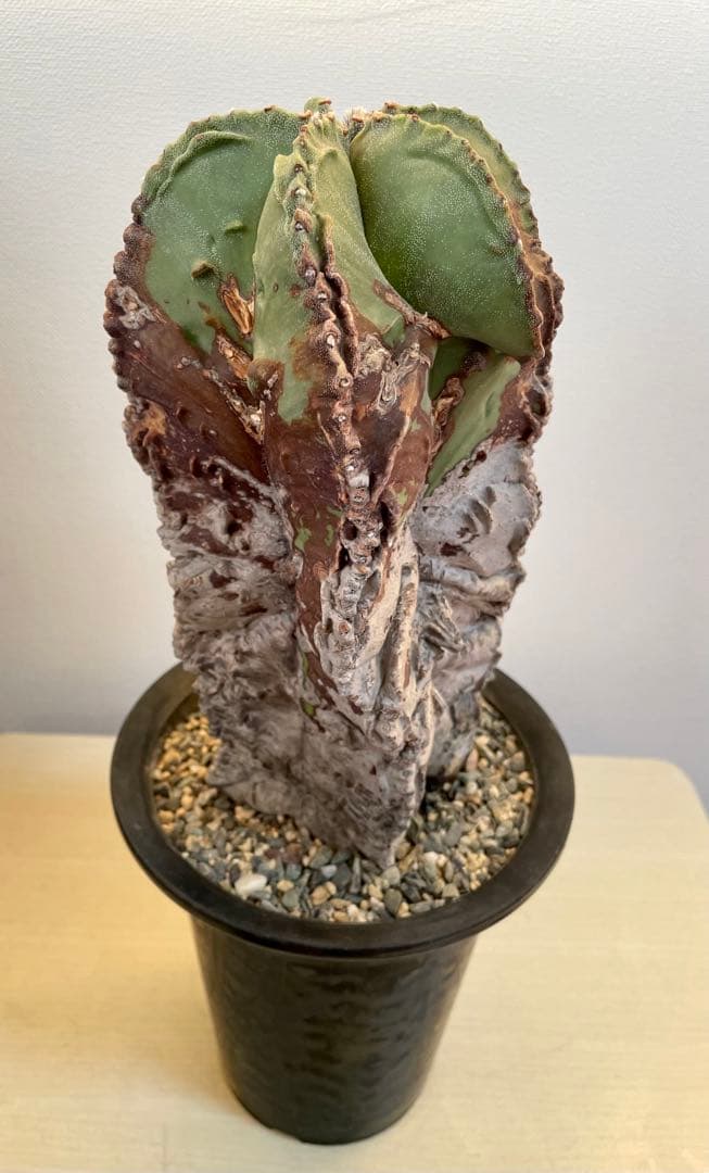 鸞鳳玉錦　特大古木　【全高24cm】アストロフィツム