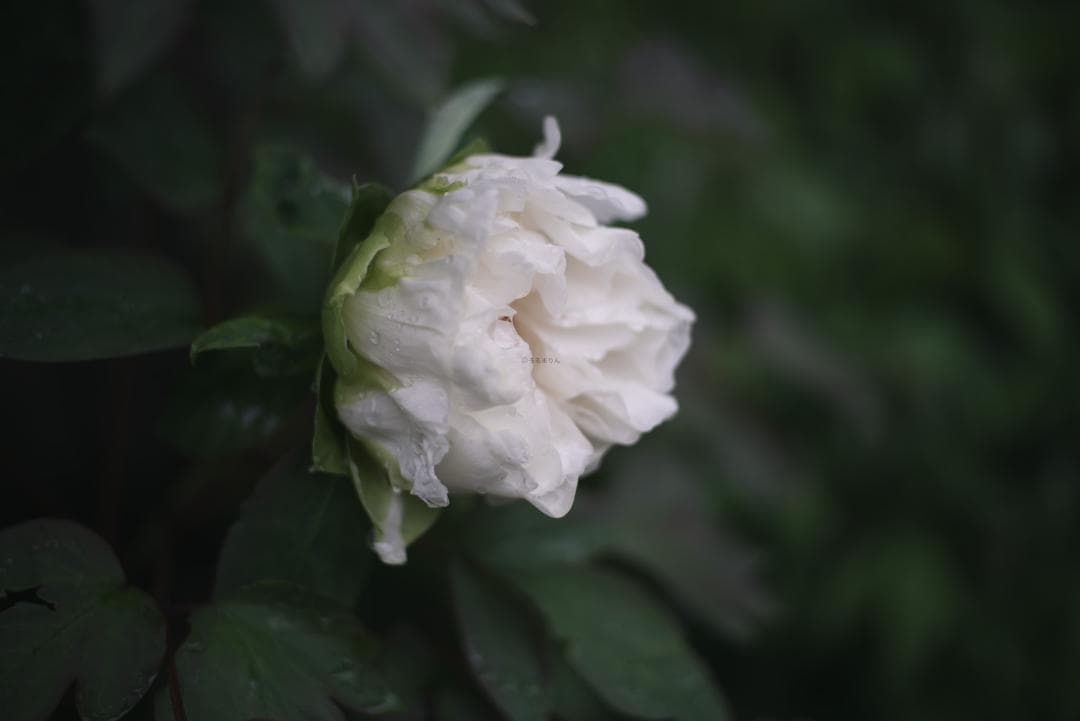 LIC様！銘玉の完成形！Leica SUMMICRON 50mm F2 3rd