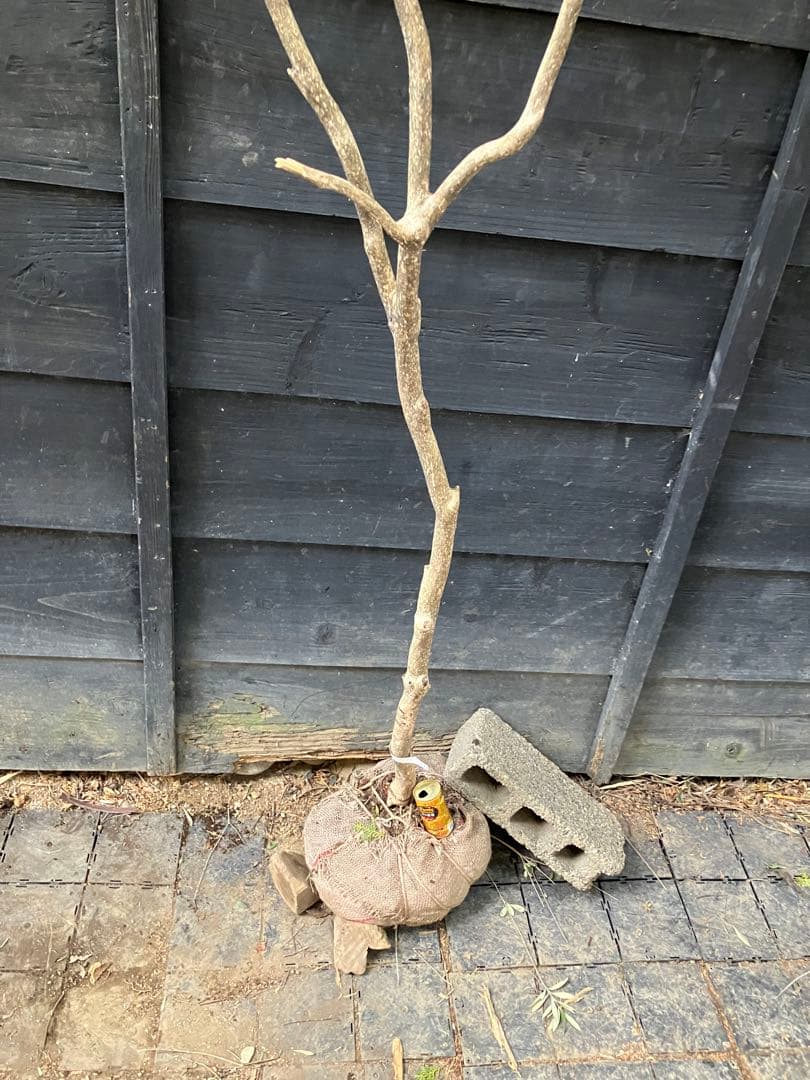 51 山採り　アセビ