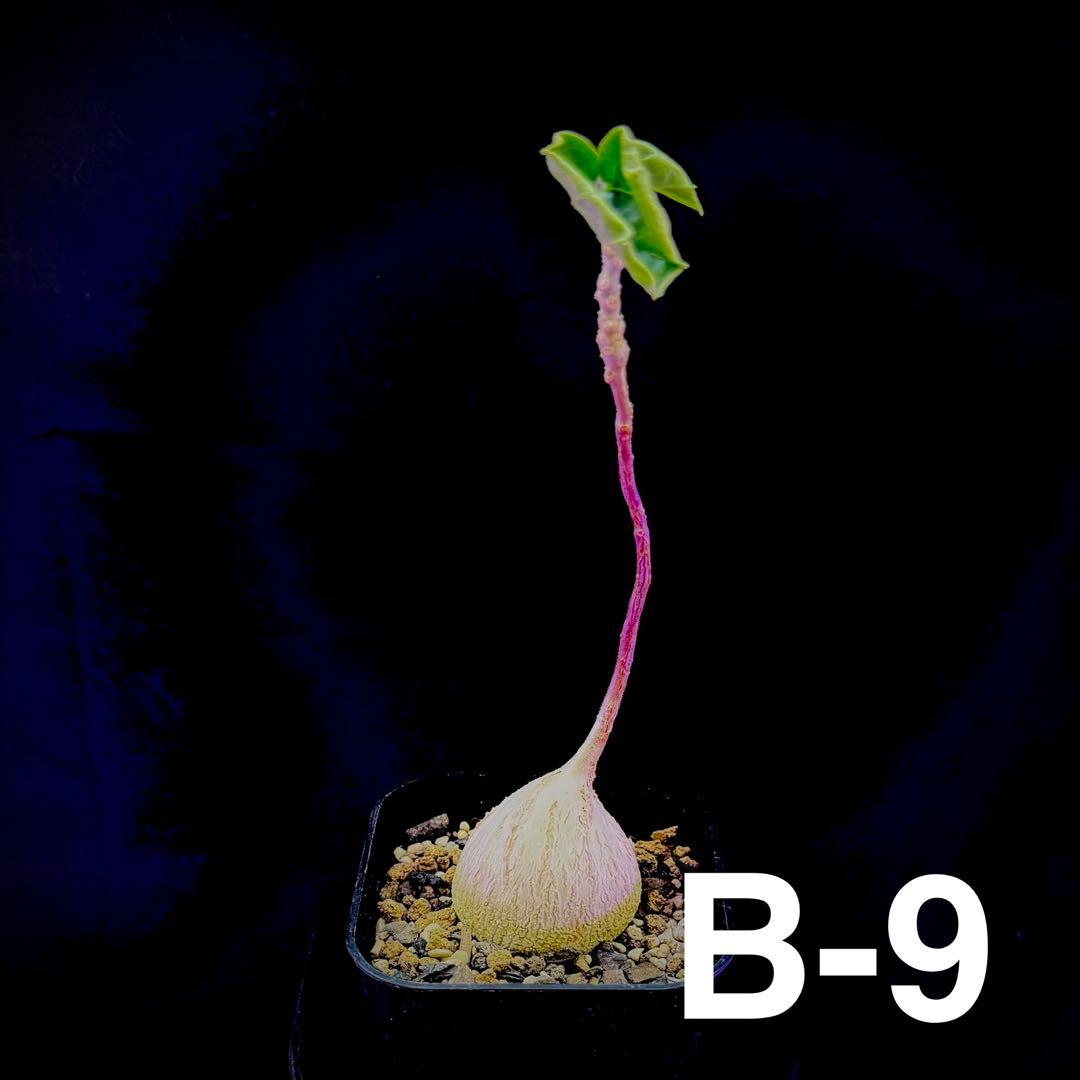 /様 塊根植物他 実生苗 2/3