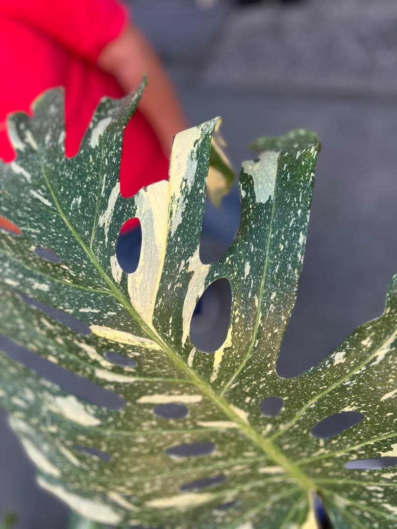 B*S様 現品モンステラ　デリシオーサ　イエローモンスター