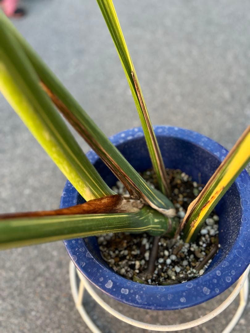 B*S様 現品モンステラ　デリシオーサ　イエローモンスター