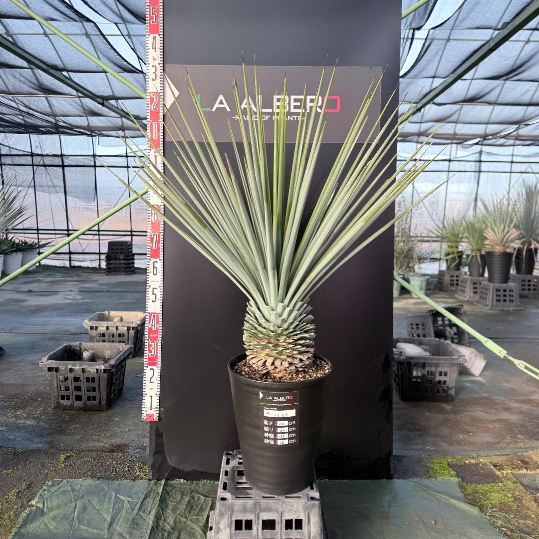 じ*歩様 【AL1126】ユッカ　リギダ