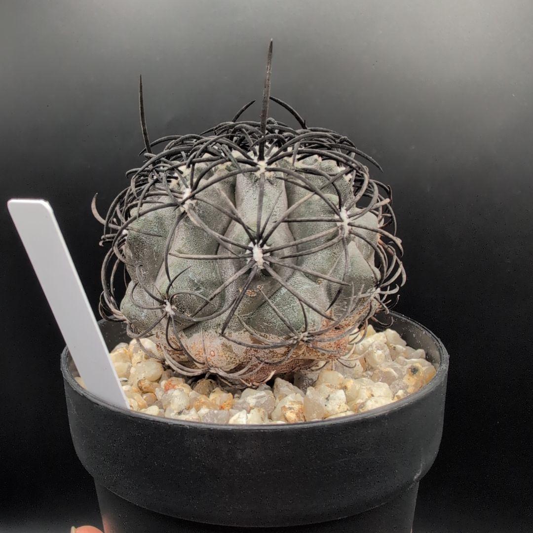 ハ*チ様 グリセオビオラセア 鉢植え メルカリ便送料込み