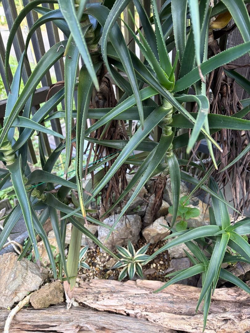 耐寒性アロエ　ストリアツラ複数大株◇ドライガーデン多肉サボテン島アガベ　ユッカ