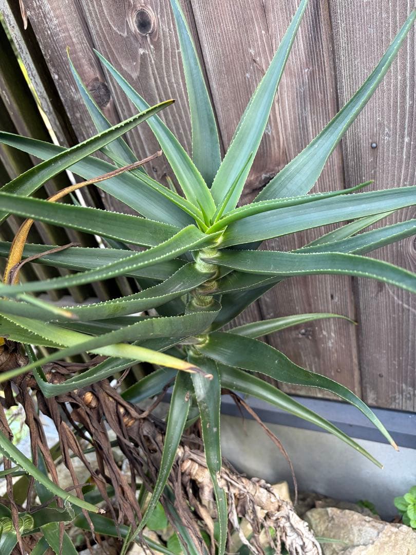 耐寒性アロエ　ストリアツラ複数大株◇ドライガーデン多肉サボテン島アガベ　ユッカ