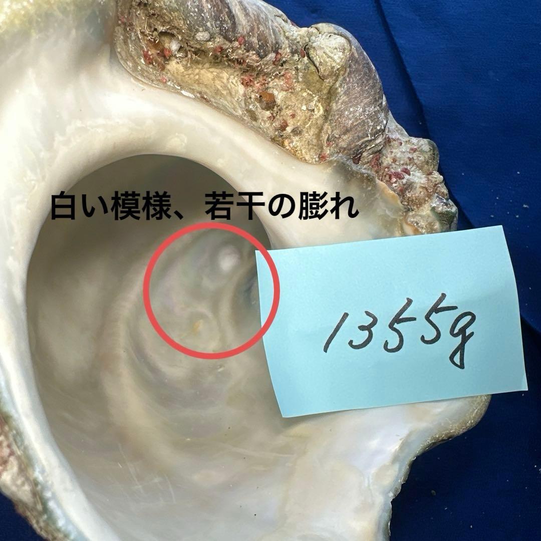 夜光貝　ヤコウ貝　まとめ売り　12個　15kg アクセサリー　ルアー