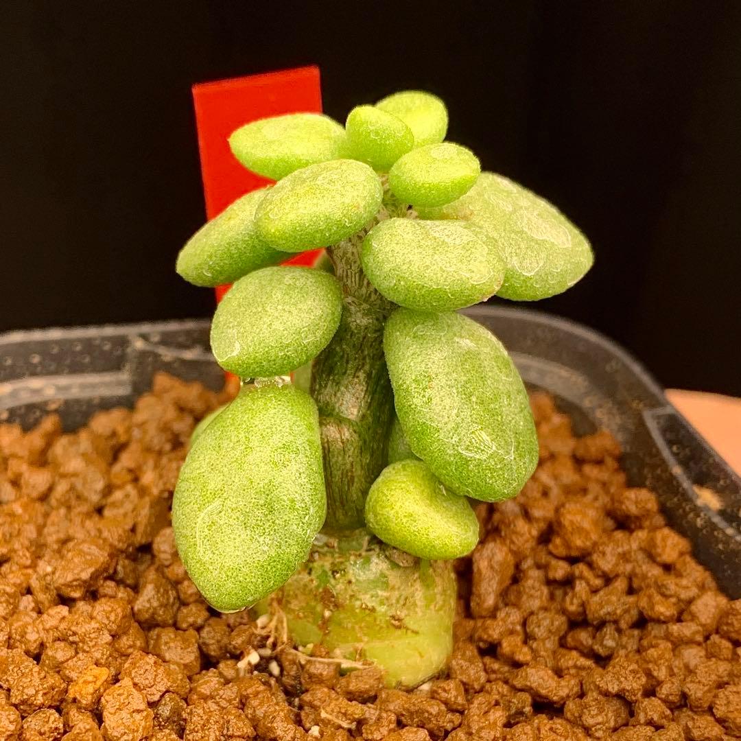 レア実生！　写真2-5枚目　チレコドン　ポドレイアエ　多肉植物　塊根植物　実生