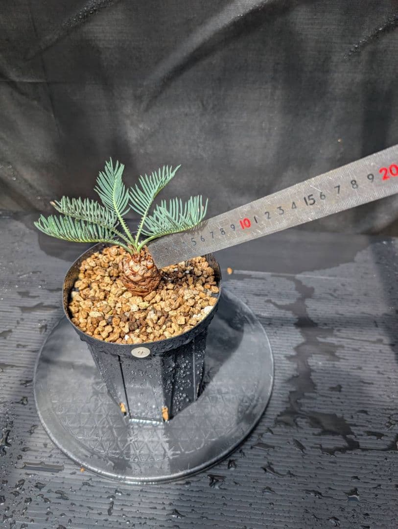 ベストセレクション4 サイカス カイルンシアナ ブルー葉 ドワーフ 最高！