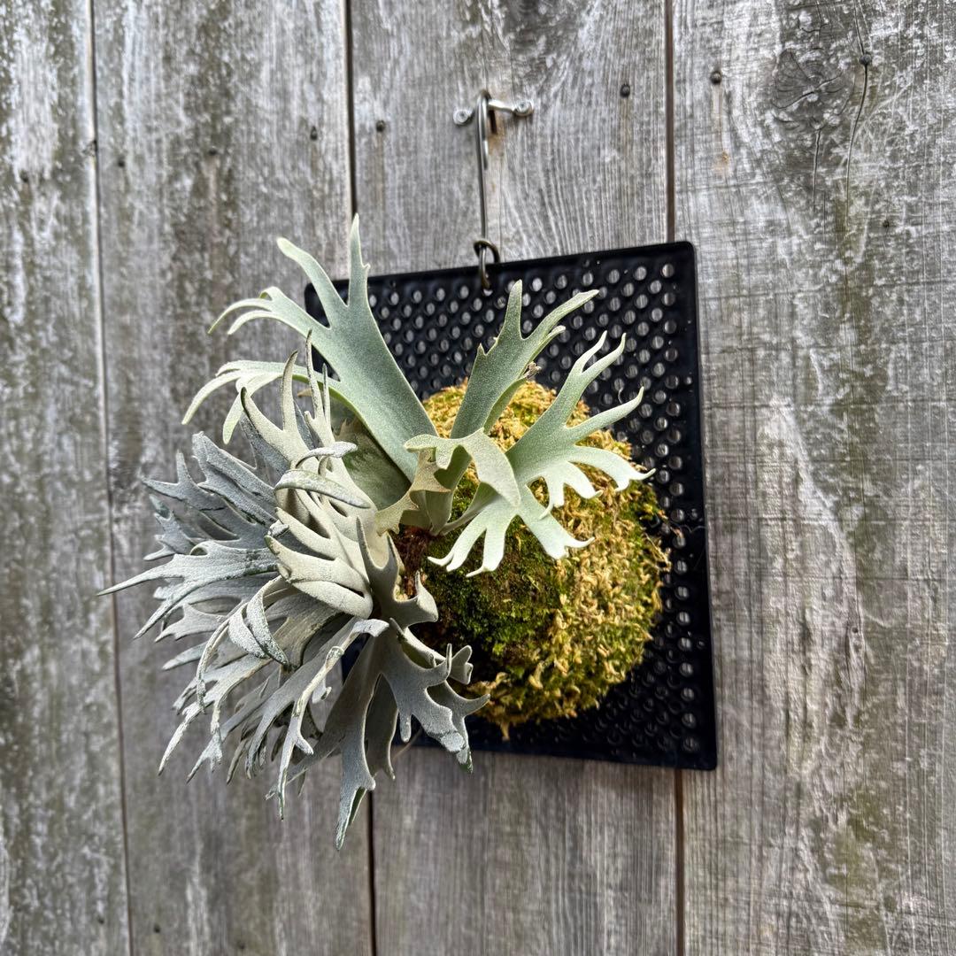 ビカクシダ P.willinckii Bacteria sporeling