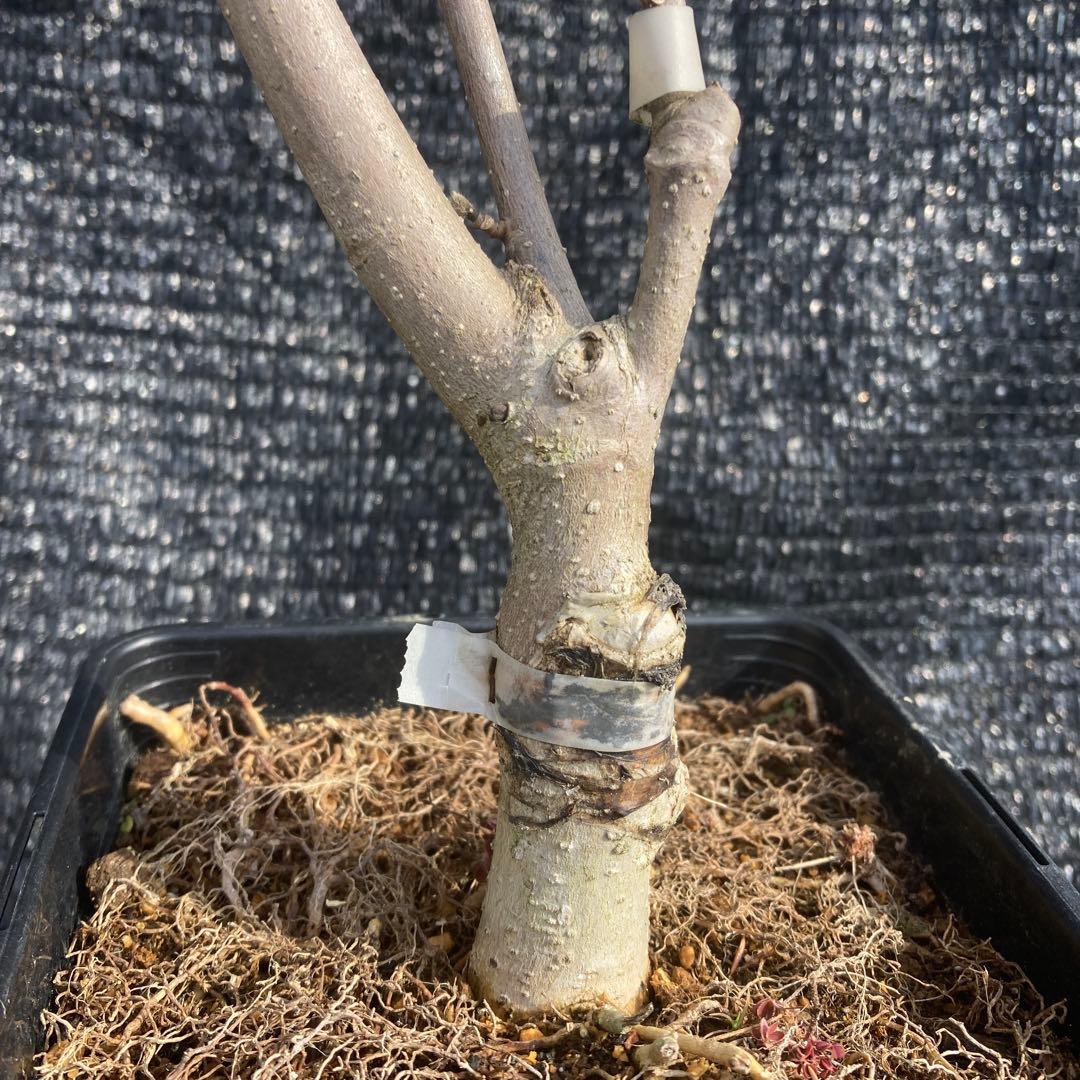 ②*:ஐ矮性で鉢栽培も可能‼︎魅力的な花色‼︎*:ஐモクレン・苗木【ジェニー】5号