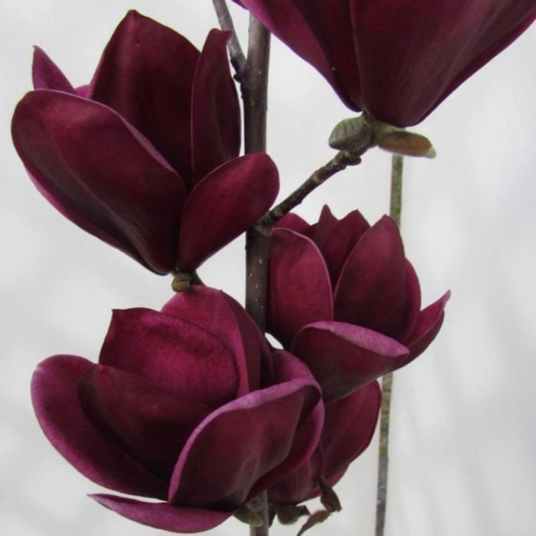 ②*:ஐ矮性で鉢栽培も可能‼︎魅力的な花色‼︎*:ஐモクレン・苗木【ジェニー】5号