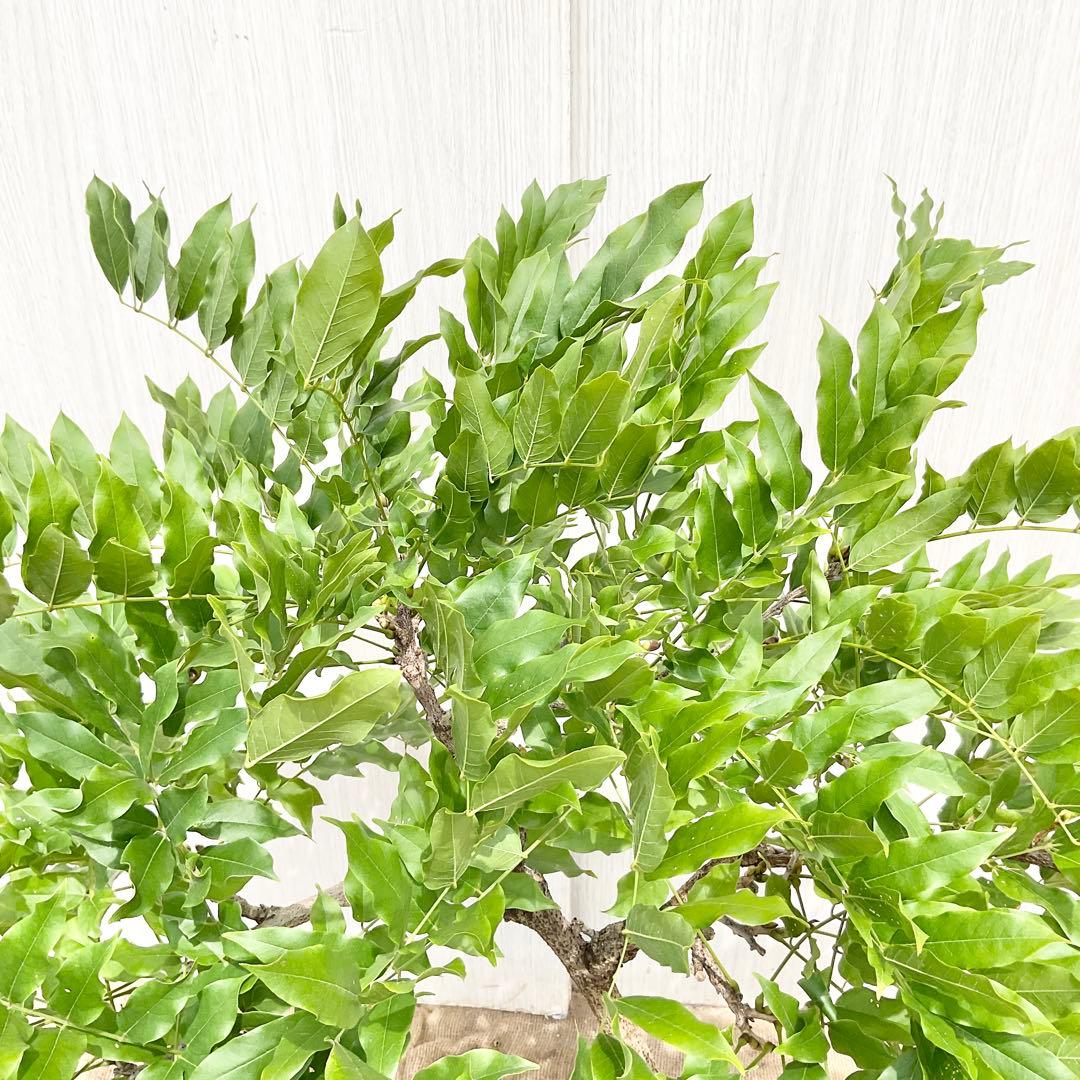 ふくさん専用　花藤　藤　紫花　/ 572