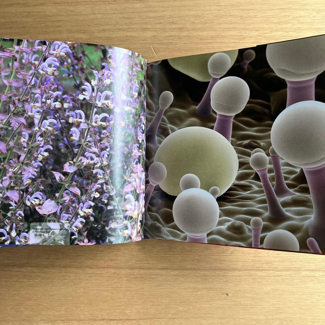 [NANO NATURE]R.ジョーンズ　英コリンズ社電子顕微鏡による驚異の実相