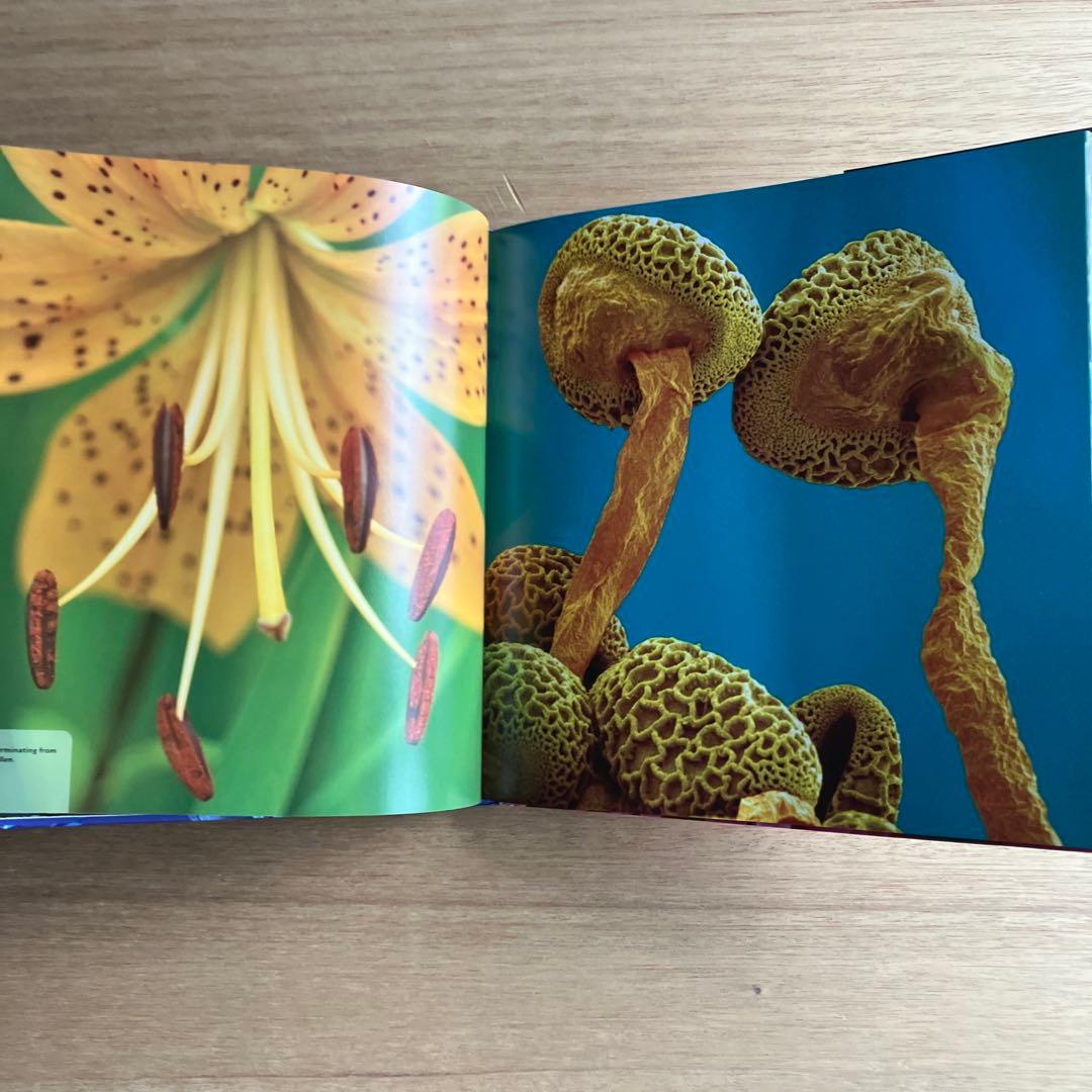 [NANO NATURE]R.ジョーンズ　英コリンズ社電子顕微鏡による驚異の実相