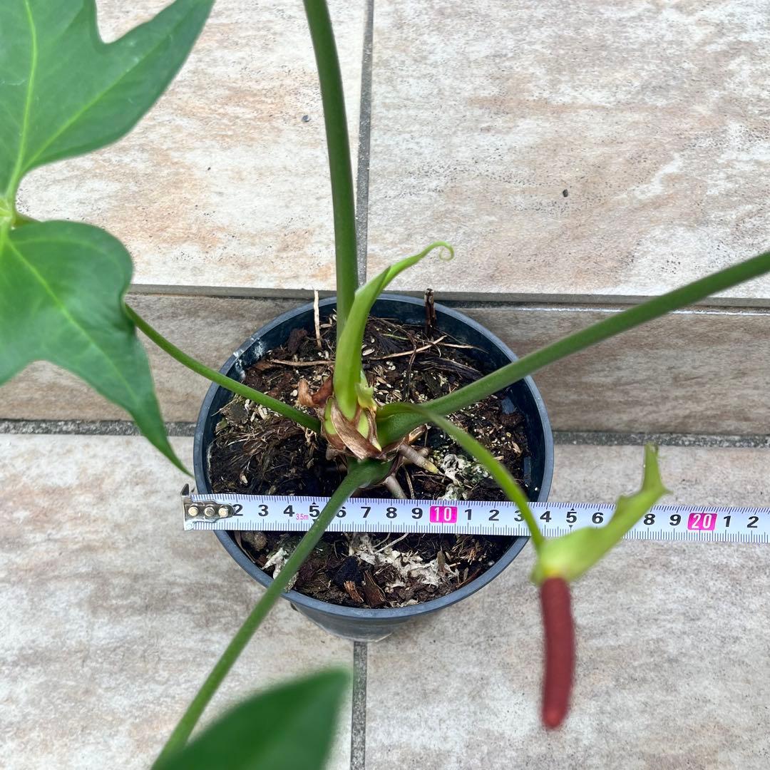 【大特価】アンスリウム　ペダトラディアツム　No.013　鉢、送料込　メルカリ便