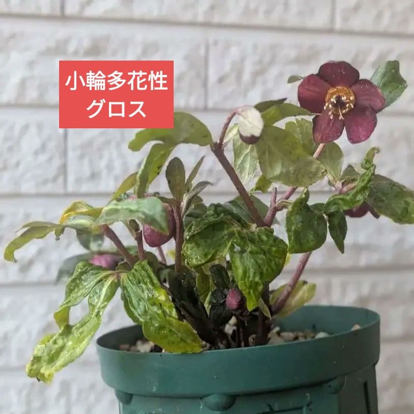 専用　お取り置き