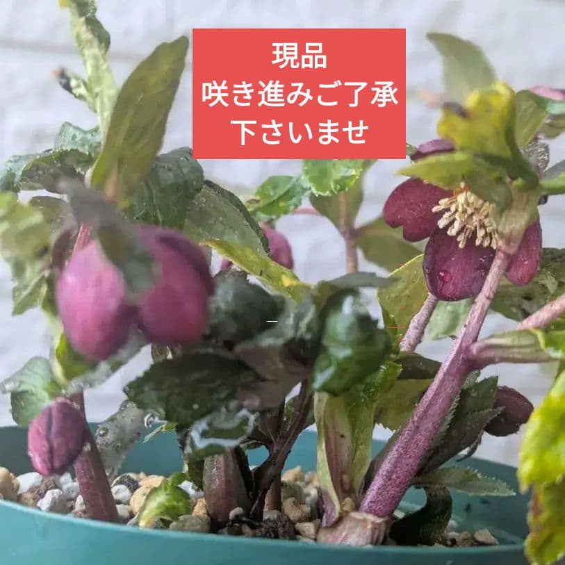 専用　お取り置き