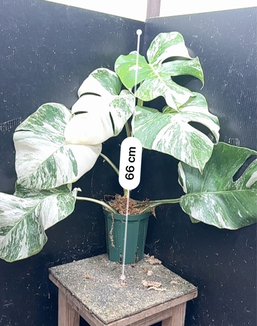 H*o様 斑入りモンステラ ホワイトタイガー極美大株66cm白斑多