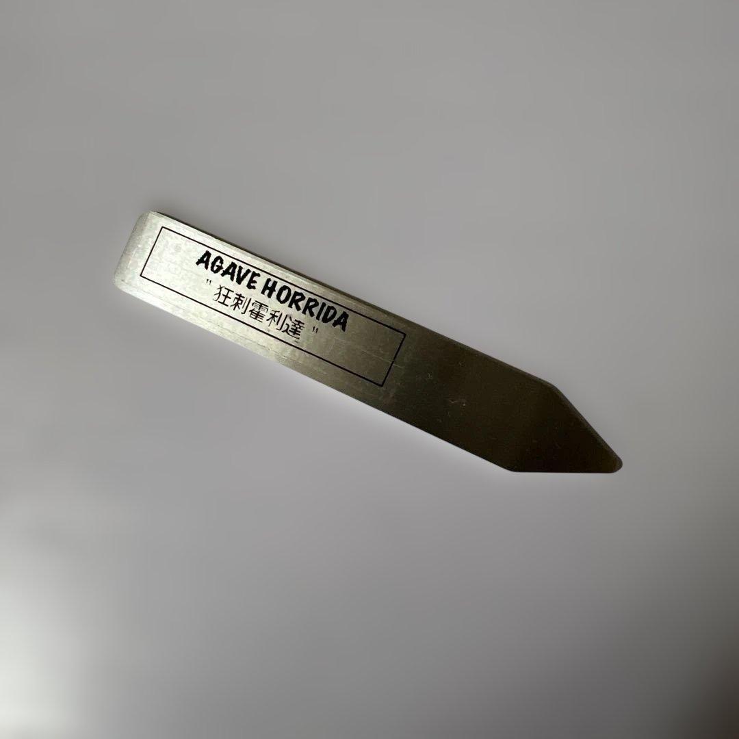 アガベ 鉢植発送 ホリダ 強刺 狂刺 極上血統 スペシャル個体 特選株