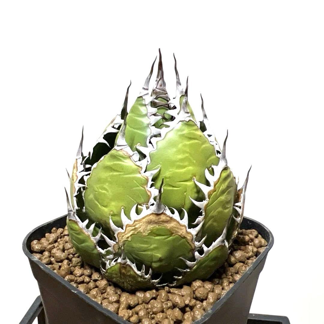 アガベ 鉢植発送 ホリダ 強刺 狂刺 極上血統 スペシャル個体 特選株
