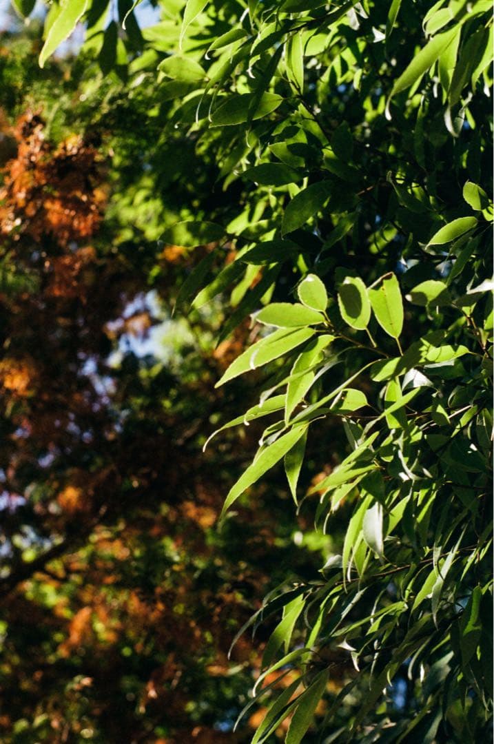 【ライカ】ズマリット 50mm F1.5 【L39】作例あり