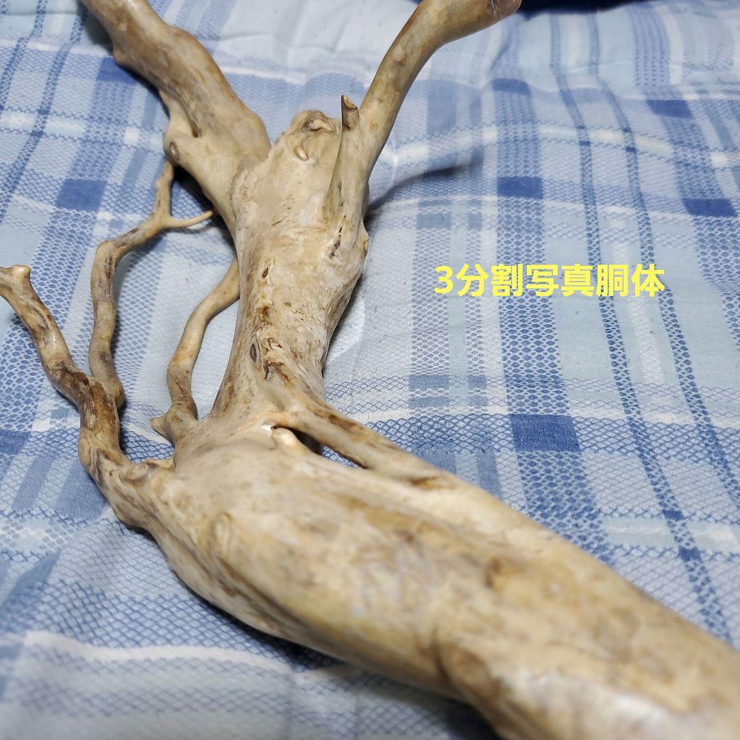 深海松　天然珊瑚　原木