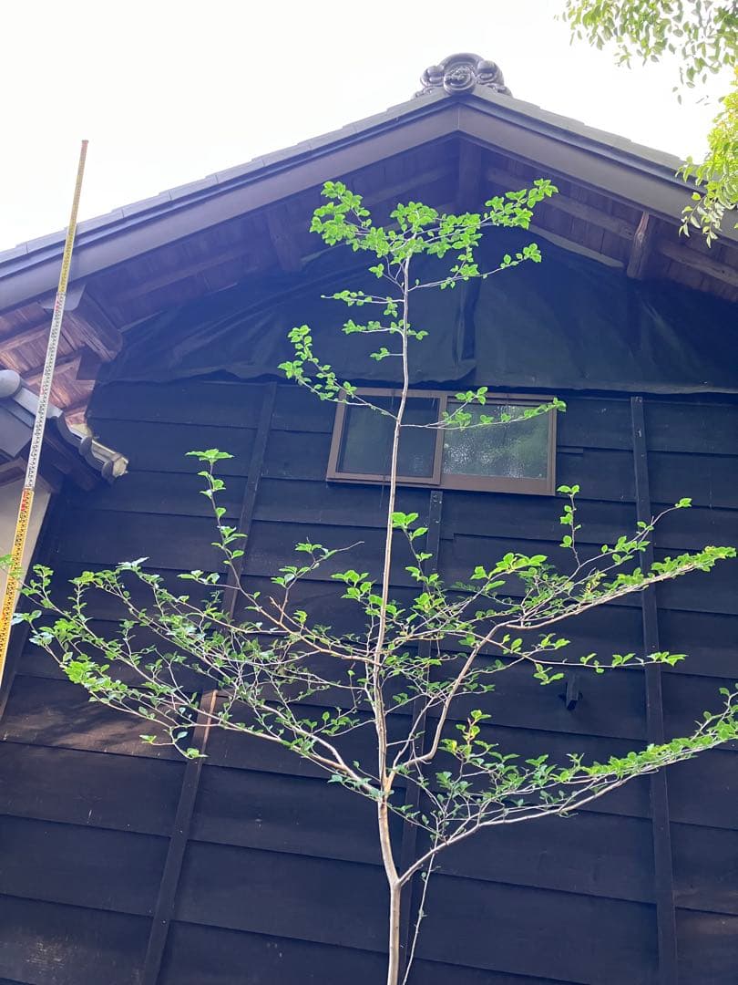 81 山採り　アオハダ