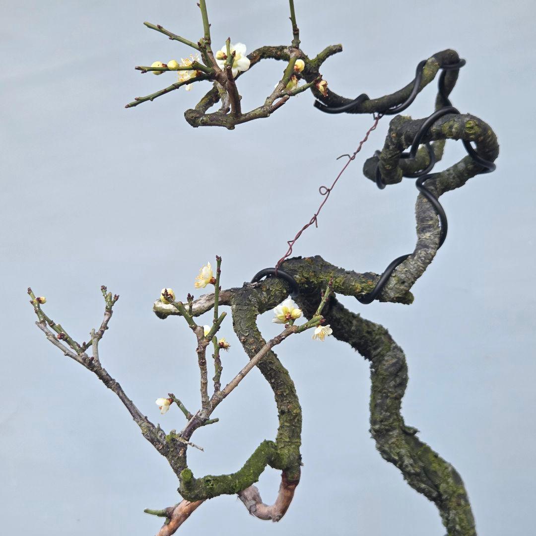 青軸野梅(一重緑萼.白花)　[文人風木]　大品盆栽　梅