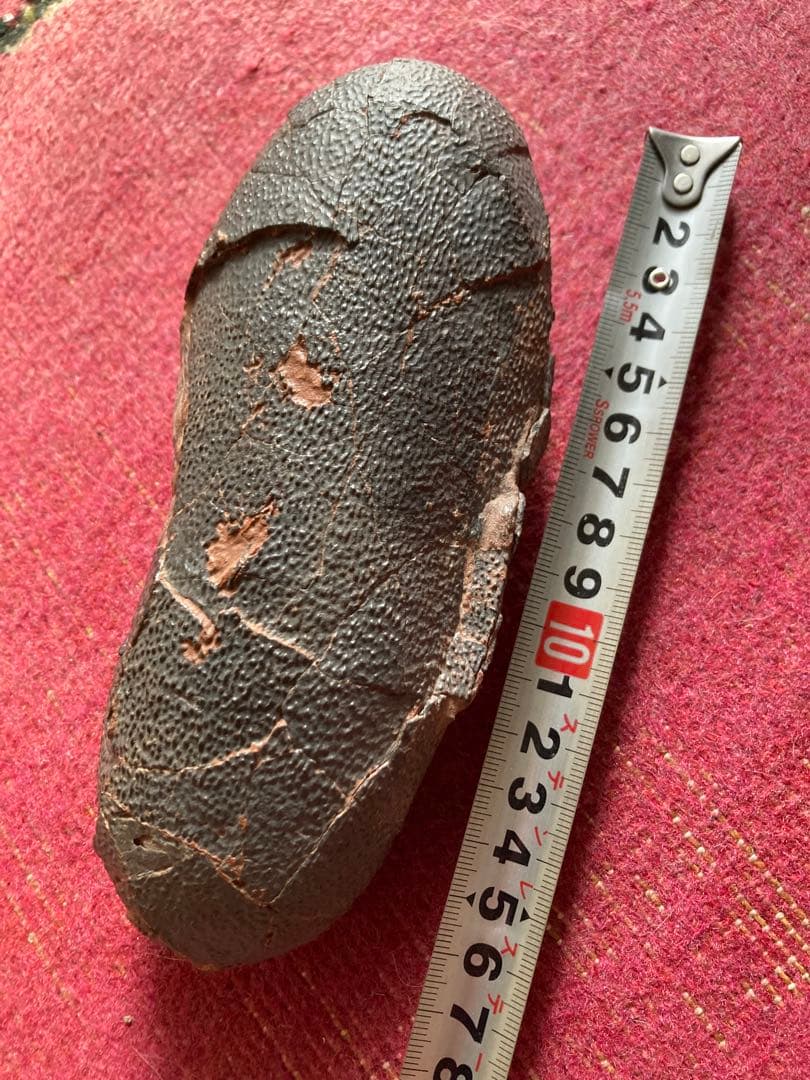 オビラプトル　卵　ハイクオリティ　化石　恐竜