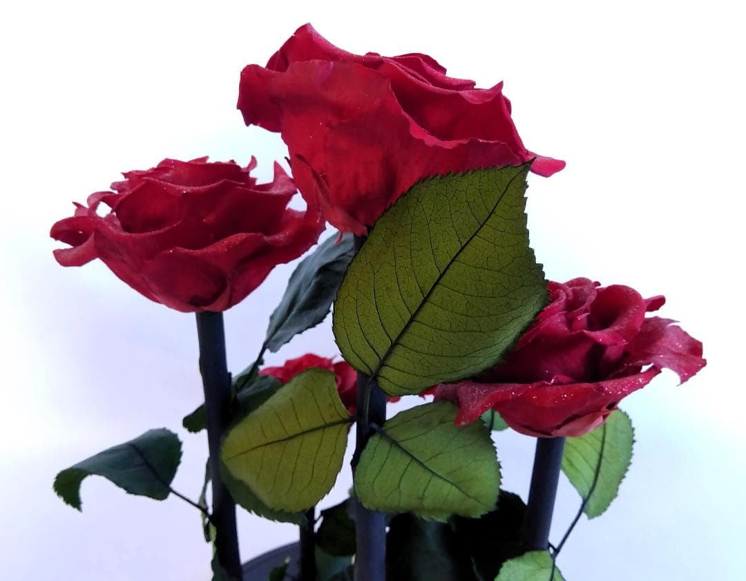 ROSE GALLERY 銀座 プリザーブドローズ(5本立ち) ドームケース付き