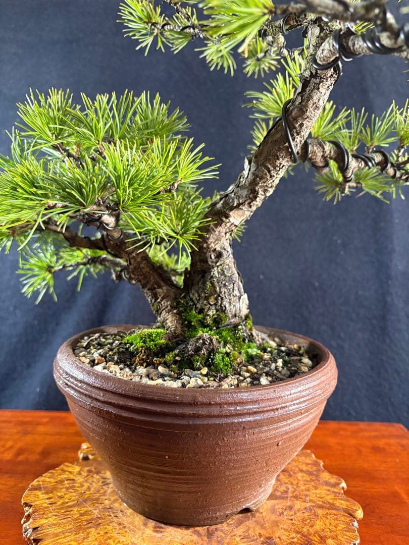 中品盆栽、赤石五葉松、双幹作り 目立った傷や汚れなし