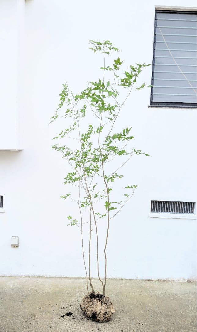 山採りアオダモ。