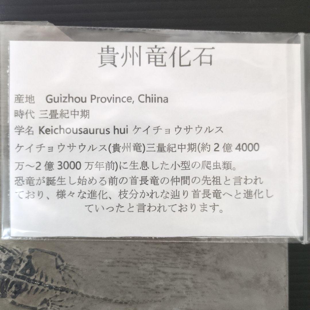 (希少)　ケイチョウサウルス化石　中国