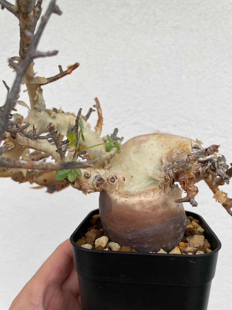 コミフォラ　カタフ　ピュア