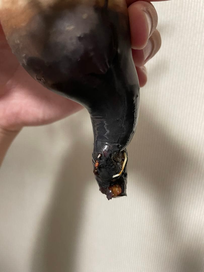 コミフォラ　カタフ　ピュア