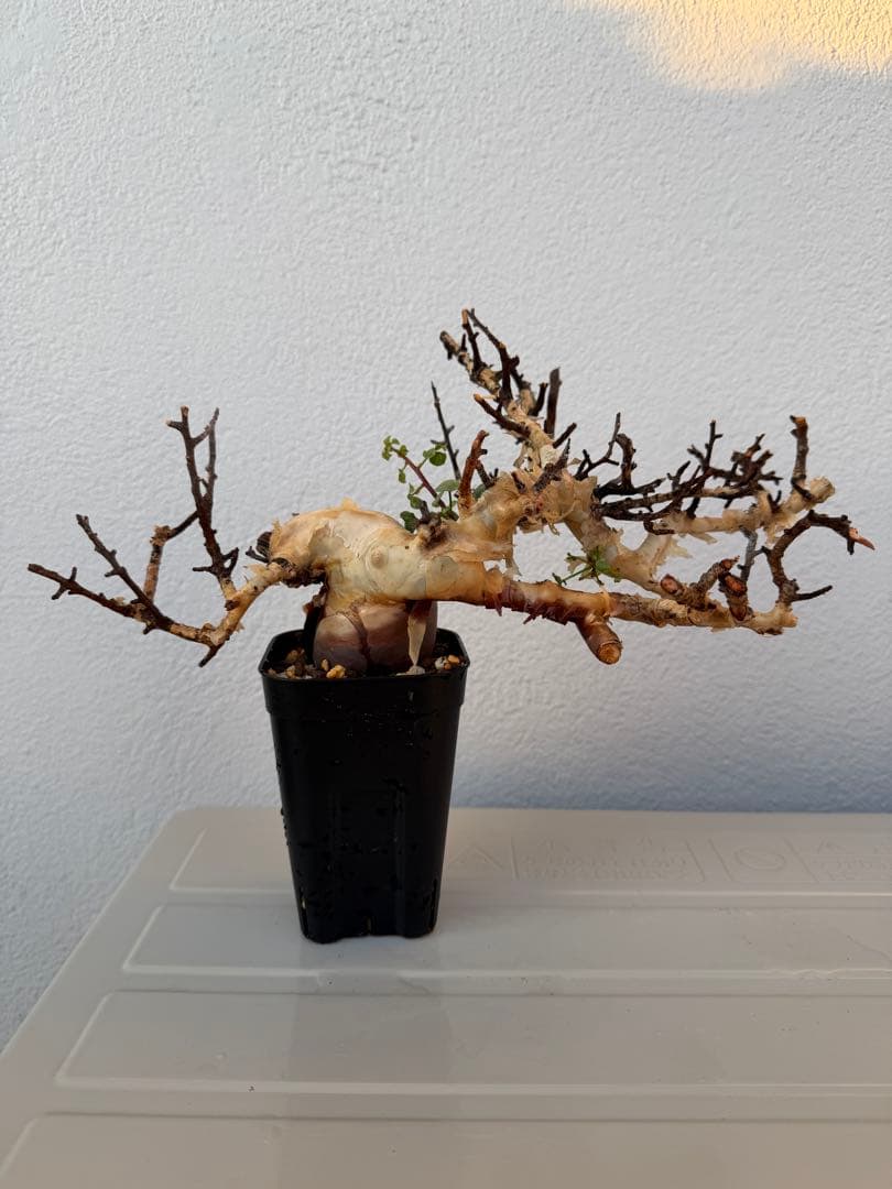 コミフォラ　カタフ　ピュア