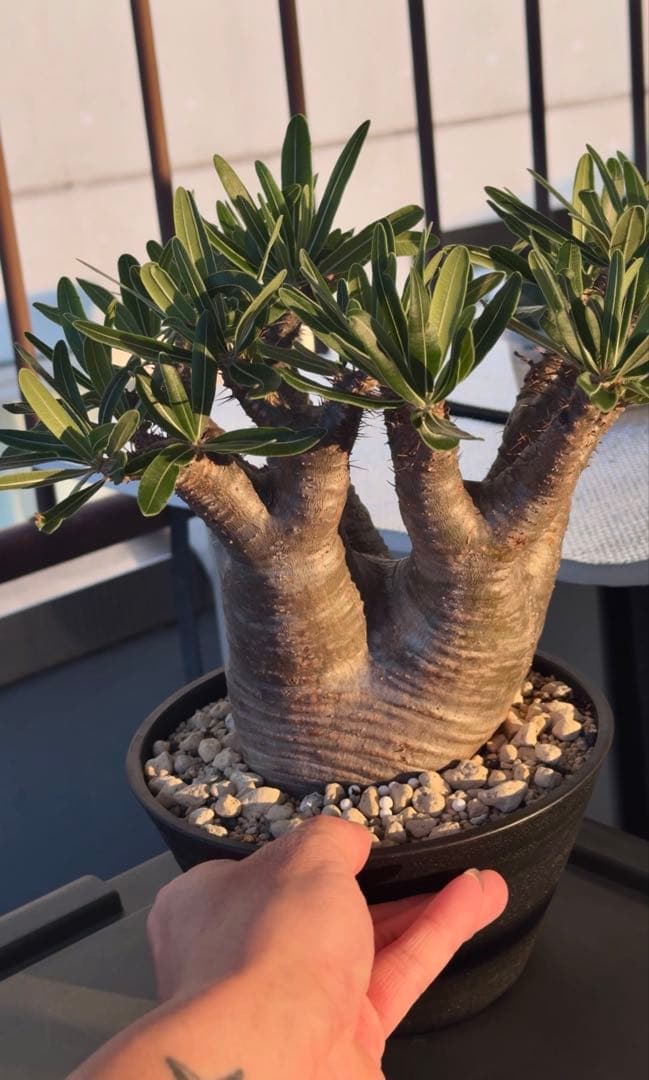 グラキリス　現地球発根株　中型 鉢ごと発送