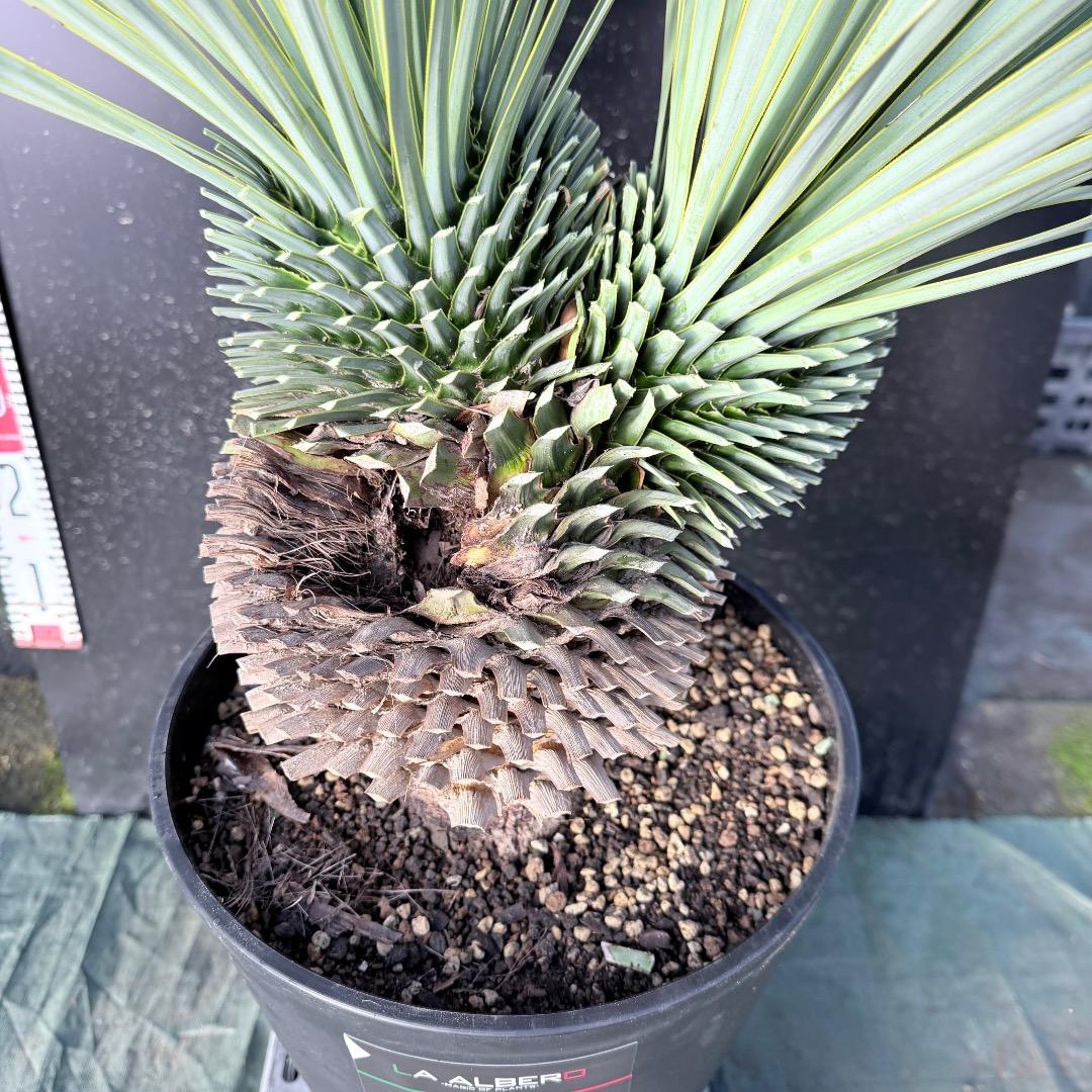 【AL1111】ユッカ　ロストラータ　超希少の頂上分頭　エキゾチック個体