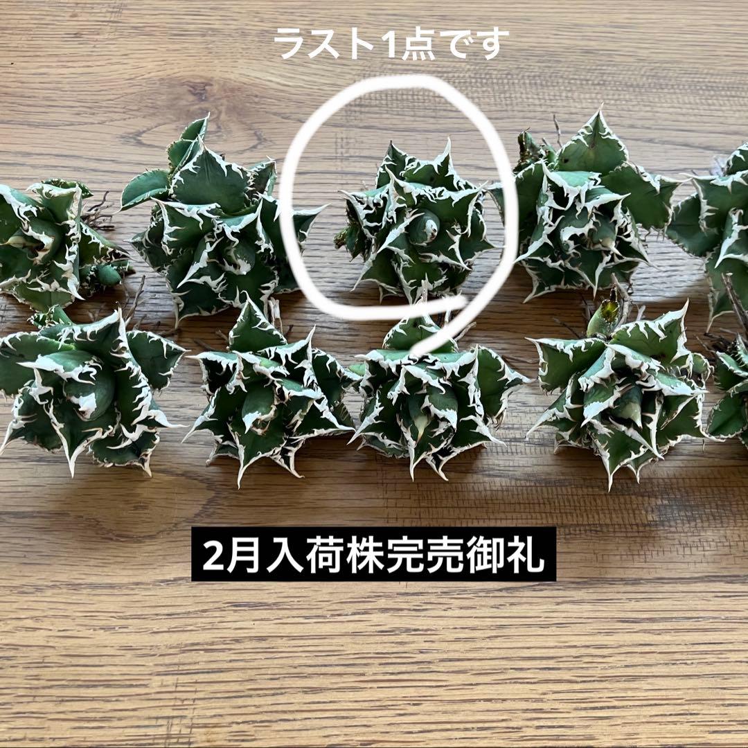 【オークション】13 ラスト1株　優秀　アガべ　白豪刺　白豪棘　TC 訳あり