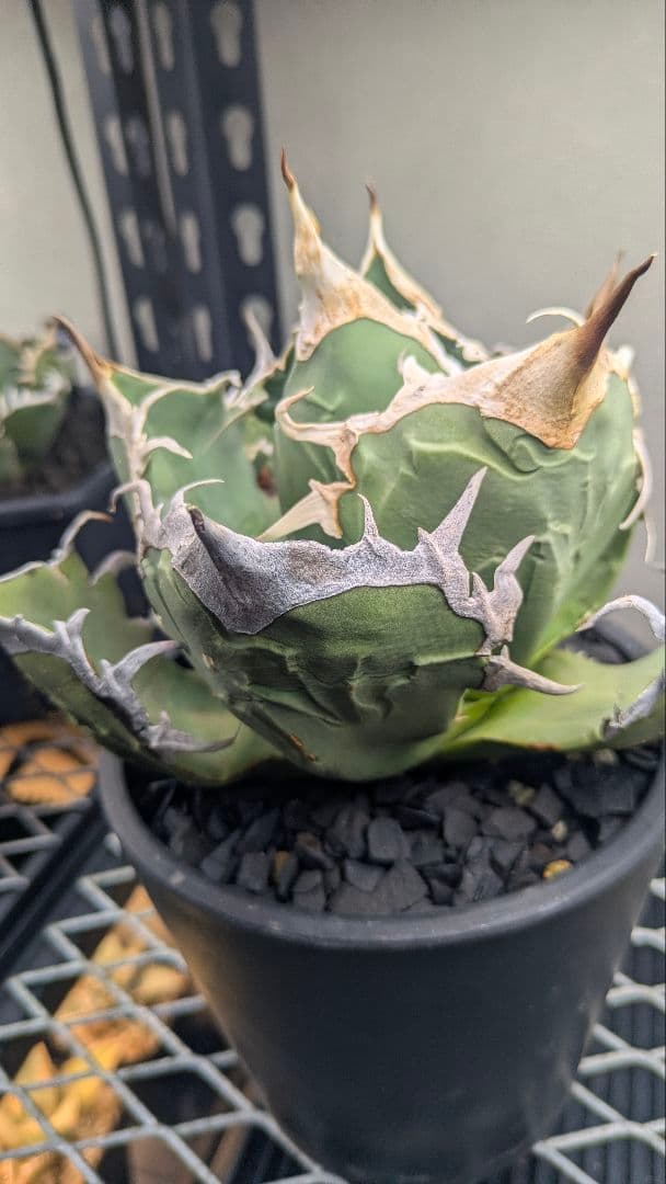 【現地球】アガベ　オアハカ　オテロイ　検）チタノタ　実生　ノーネーム