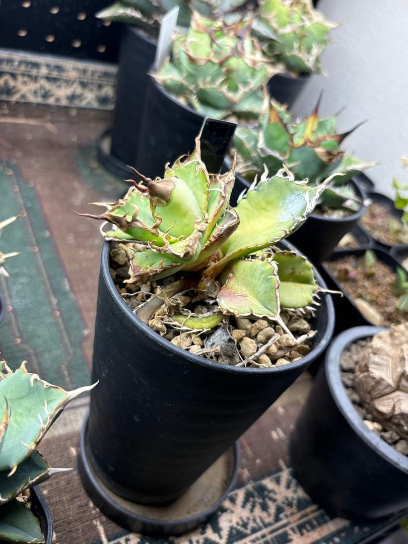 R*様 アガベ　デッドヒート　DEADHEAT　アガベ　ロウルサンコ（実生　レジ