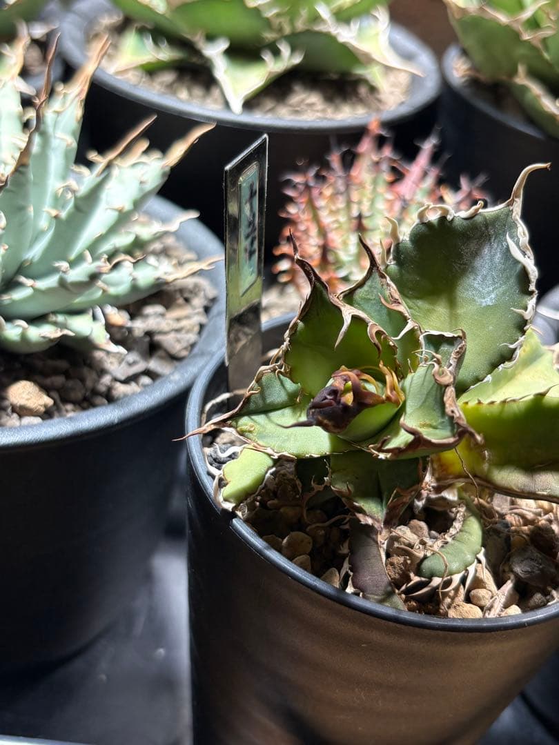 R*様 アガベ　デッドヒート　DEADHEAT　アガベ　ロウルサンコ（実生　レジ