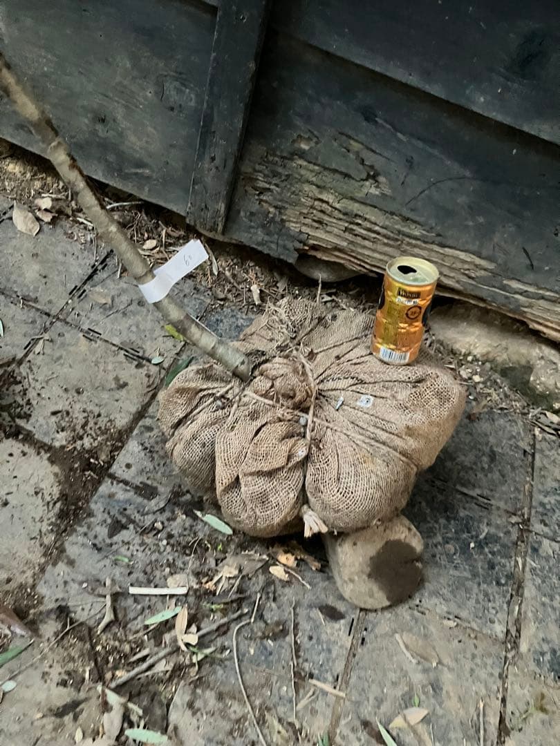 60 山採り　アズキナシ